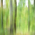 in the forest